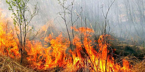 В Киеве пожары охватили 27 гектаров