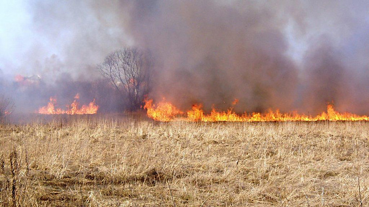 Между Ирпенем и Ворзелем выгорели десятки гектаров земли (видео)