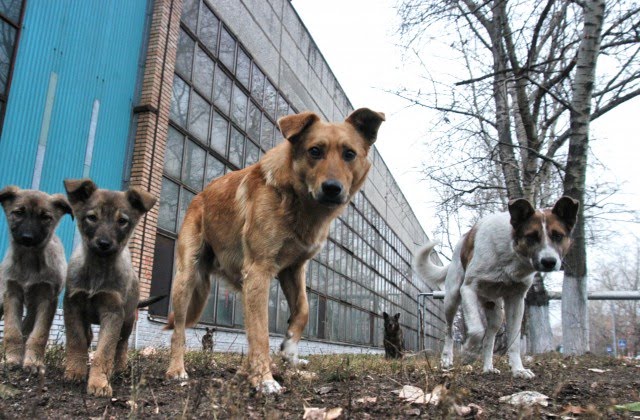 В Киеве проводится массовый отлов бездомных животных