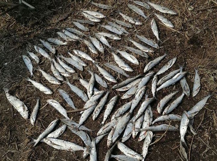 Под Киевом браконьеры наловили рыбы на тысячи гривен