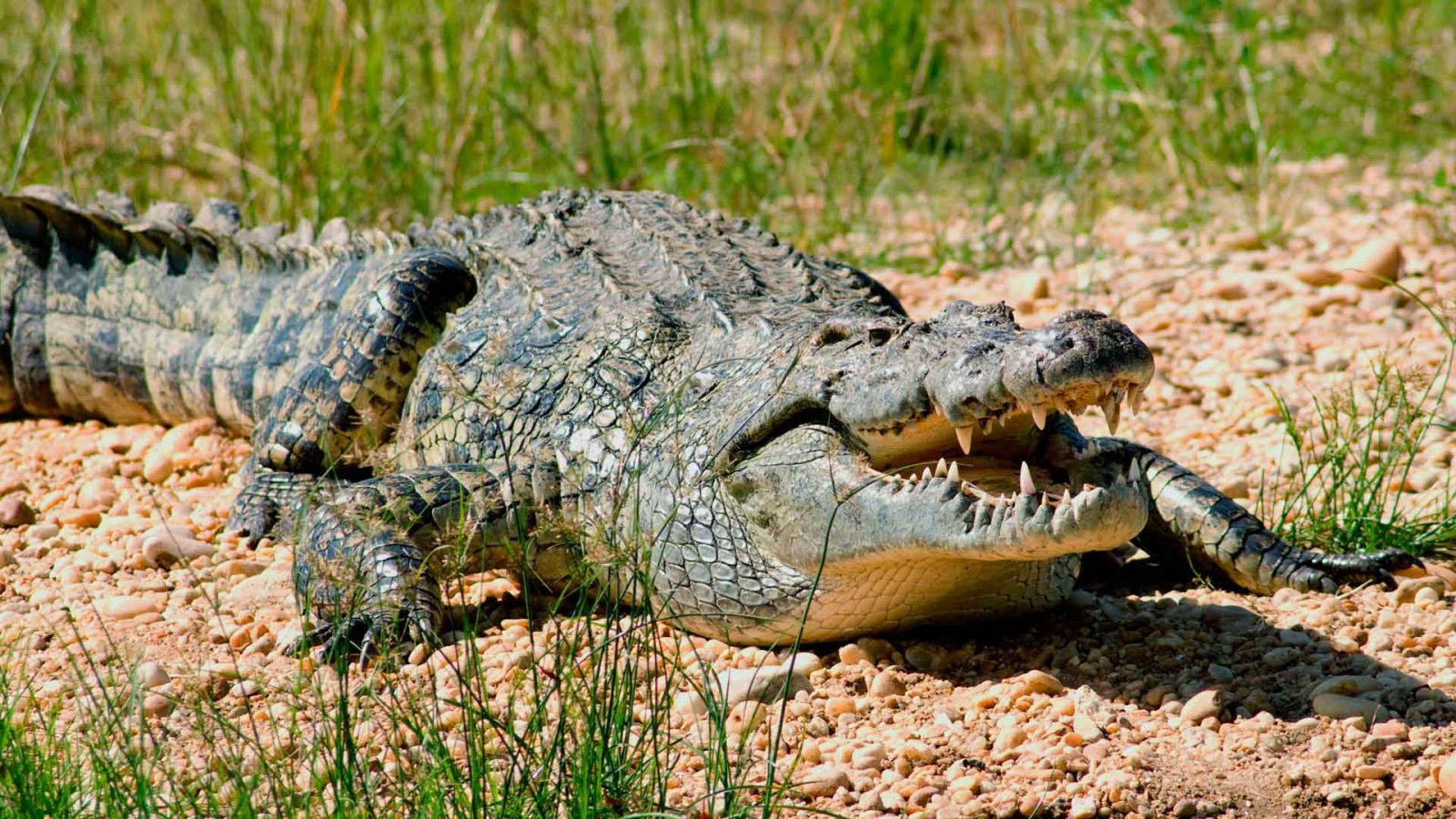 Тренинг крокодилов провели в столичном зоопарке