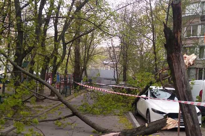 На Соломенке упавшее дерево разбило автомобиль