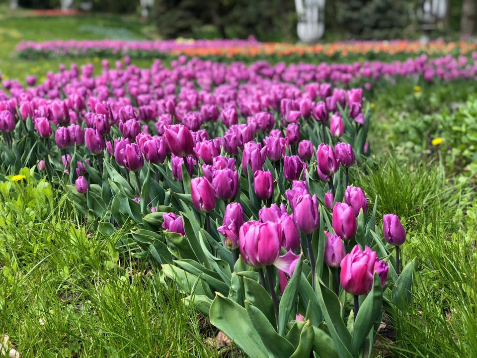 На Певческом поле расцвели тысячи тюльпанов
