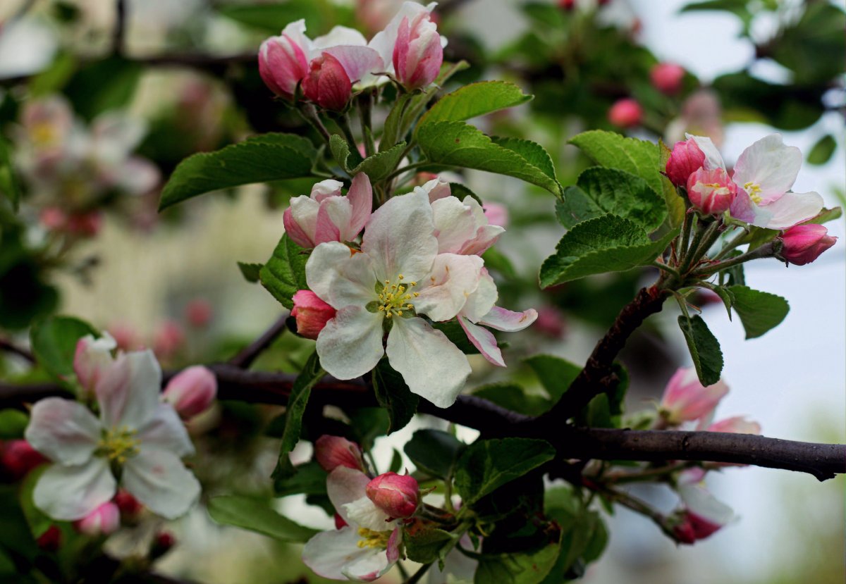 В столичном парке расцвела яблоневая аллея (видео)