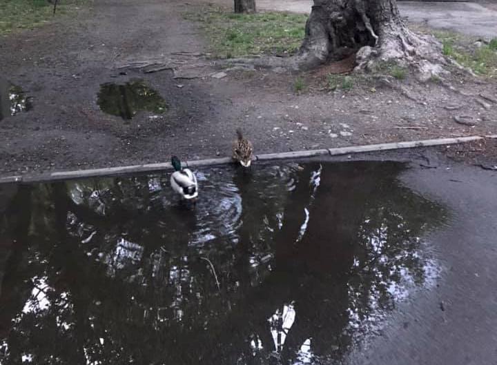 По дворам в Киеве гуляют утки