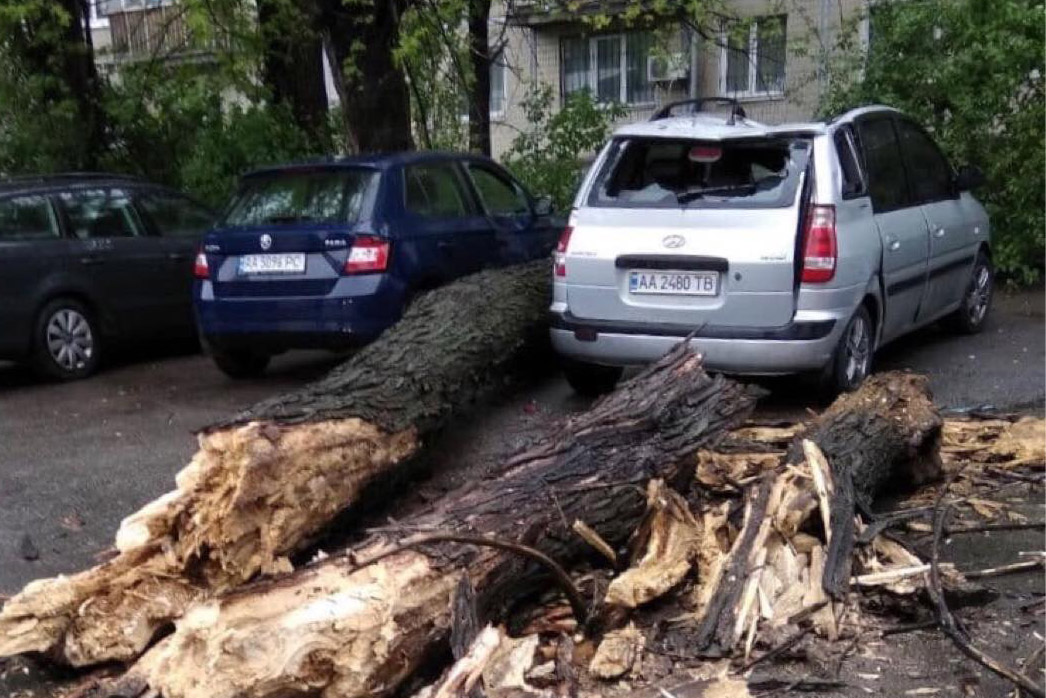 В Киеве обрушилось дерево