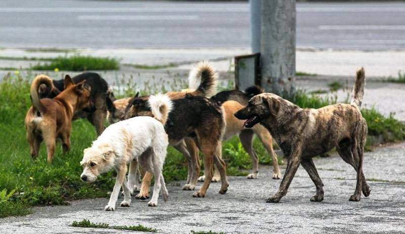 В Дарницком районе обнаружили десять собачьих трупов