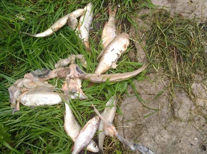 В Барышевке канализацию забили мертвой рыбой