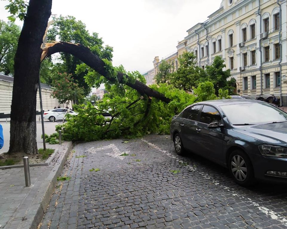 Ветер обрушил в Киеве деревья (фото)