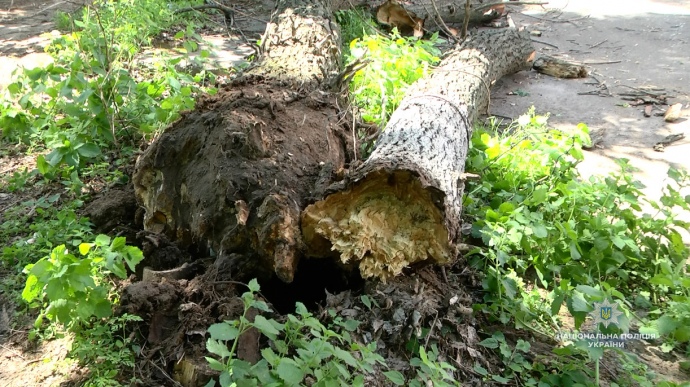 В Киеве дерево упало на дорогу (видео)
