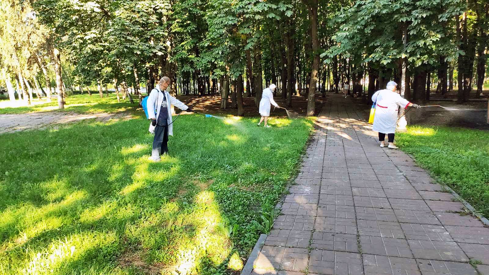 В Киеве деревья обрабатывают химическими средствами