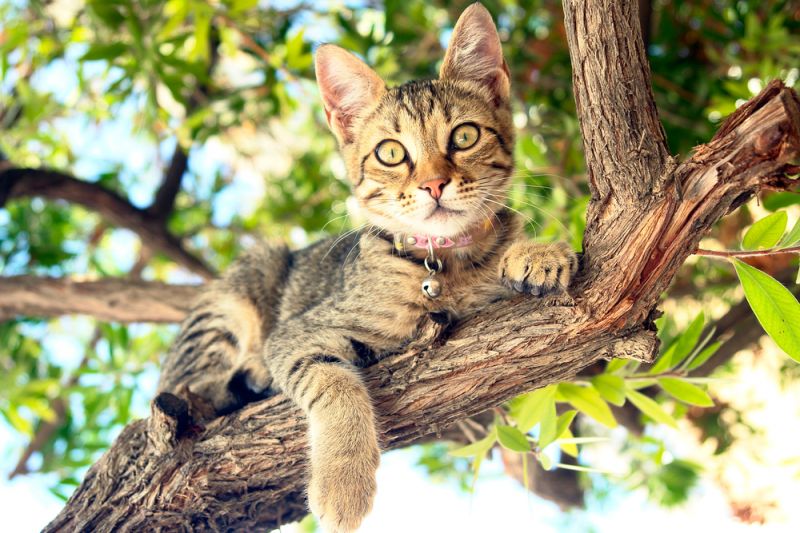 В Фастове спасателям пришлось лезть на дерево за котом