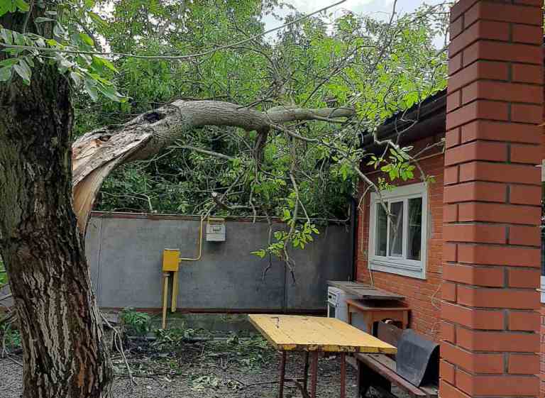 Под Киевом во время грозы на дом рухнуло дерево