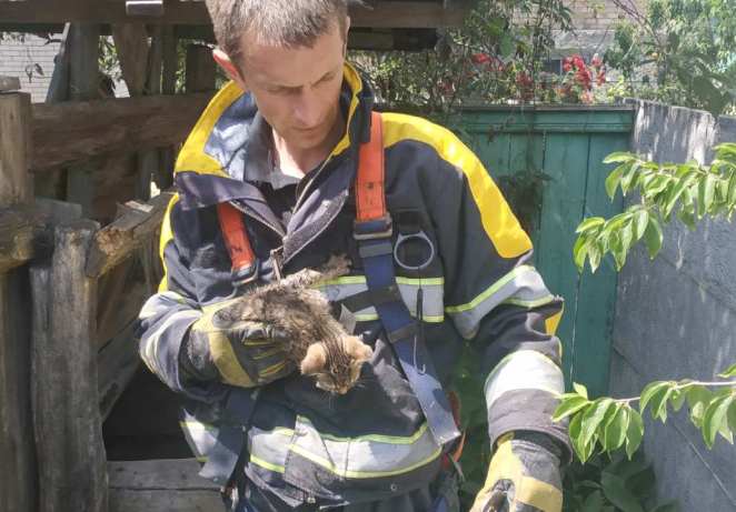 Под Киевом из колодца спасли котенка
