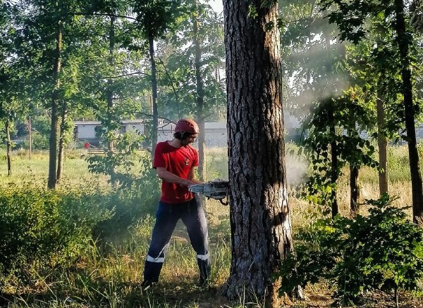 Под Киевом спилили сосну, чтобы спасти голубя