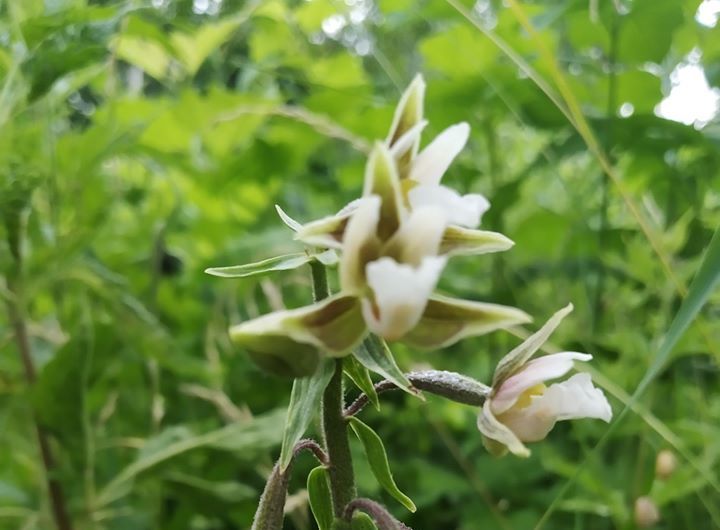 Редким орхидеям с Позняков грозит исчезновение