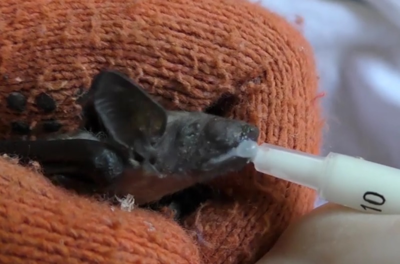 В зоопарке Киева спасли летучего мышонка