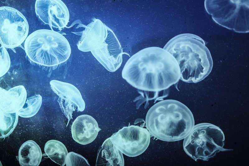 В Днепре завелись медузы