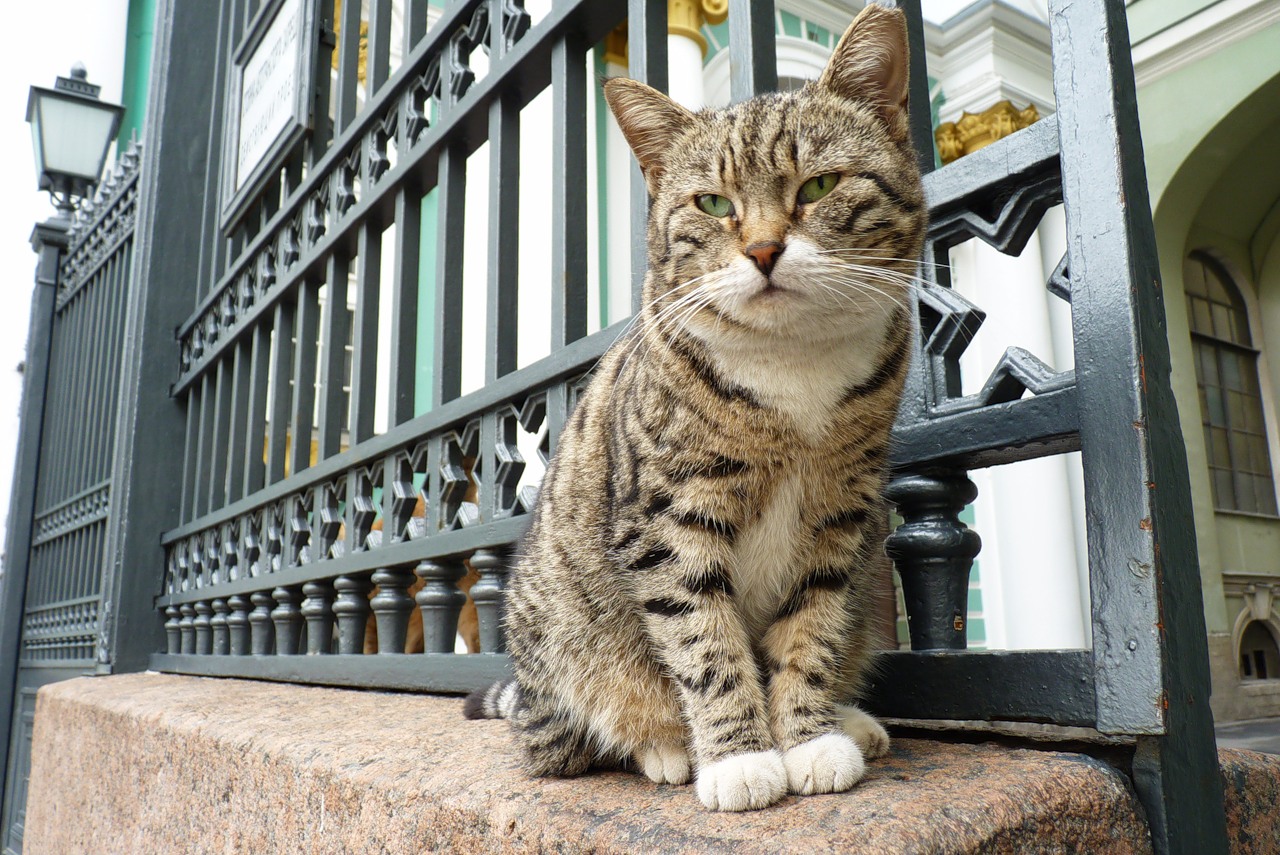 В Киеве неизвестный травит котов