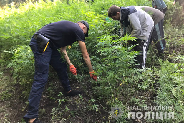 В Вышгородском районе нашли плантацию конопли