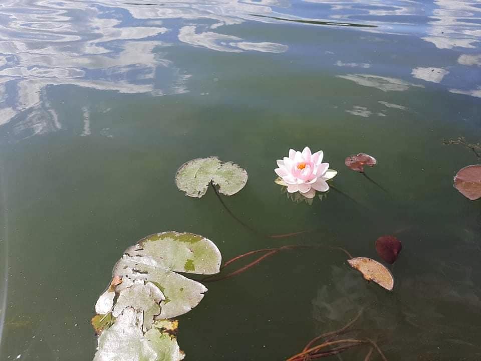 В озере на Оболони расцвели водяные лилии