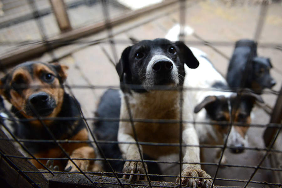Киевляне просят создать приют для бродячих собак