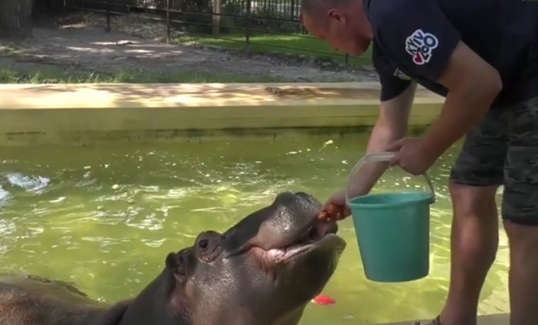 В Киевском зоопарке показали купание бегемота (видео)