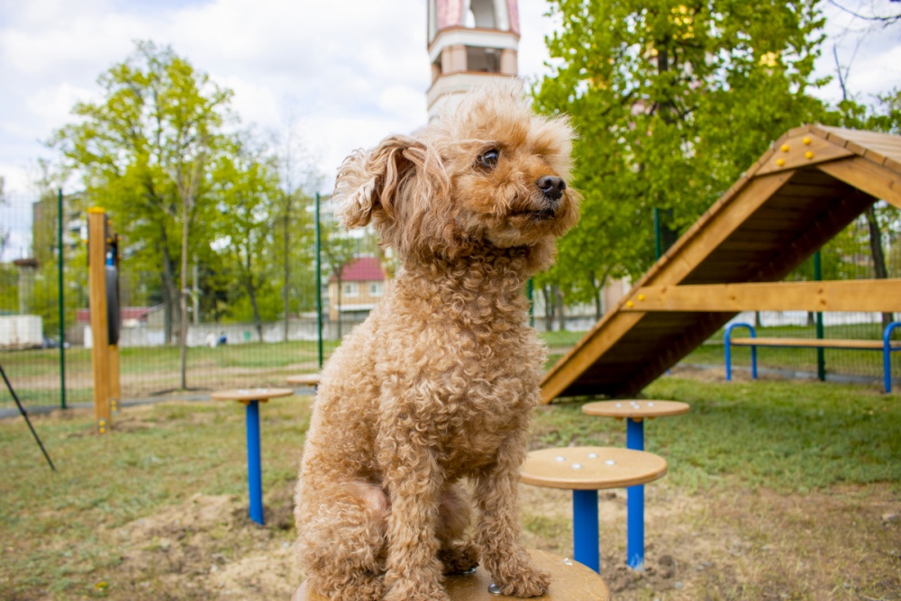 Киевляне просят построить площадку для собак на Троещине
