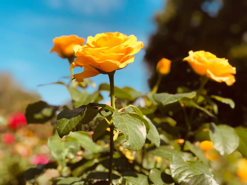В столичном парке расцвела плантация роз