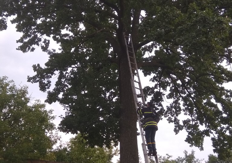 Под Киевом спасателям пришлось лезть на дерево за котом