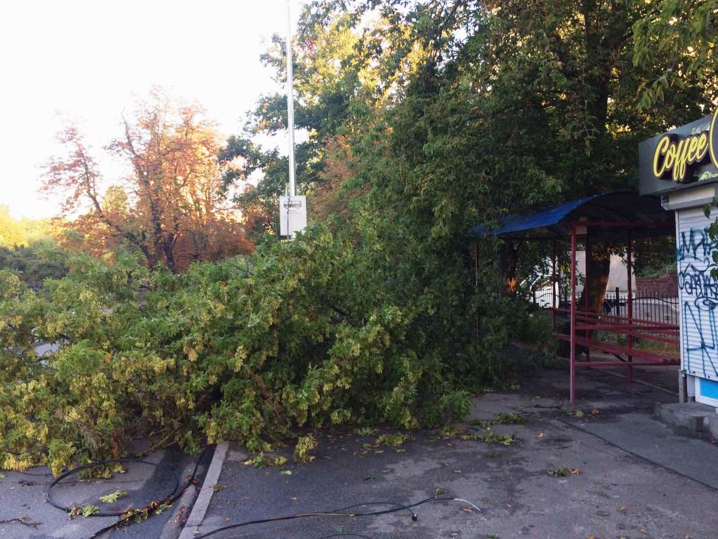 В Киеве стихия повалила деревья