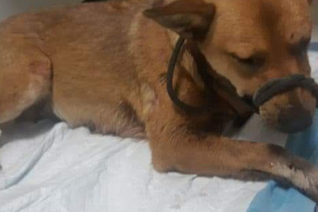 Киевские зоозащитники спасли избитую собаку
