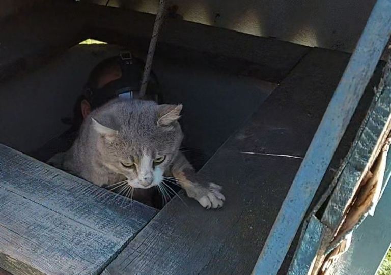 Из колодца возле Яготина спасли кота