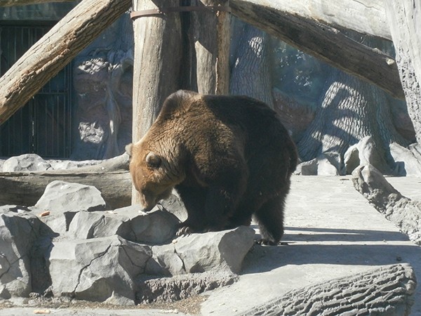 В Киевском зоопарке показали игры медведей (видео)