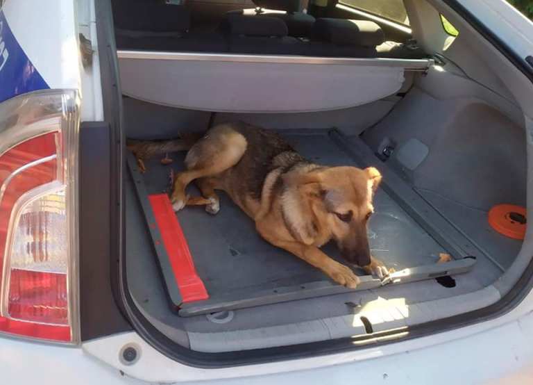 Три перелома. Полиция – о сбитой в Борисполе собаке