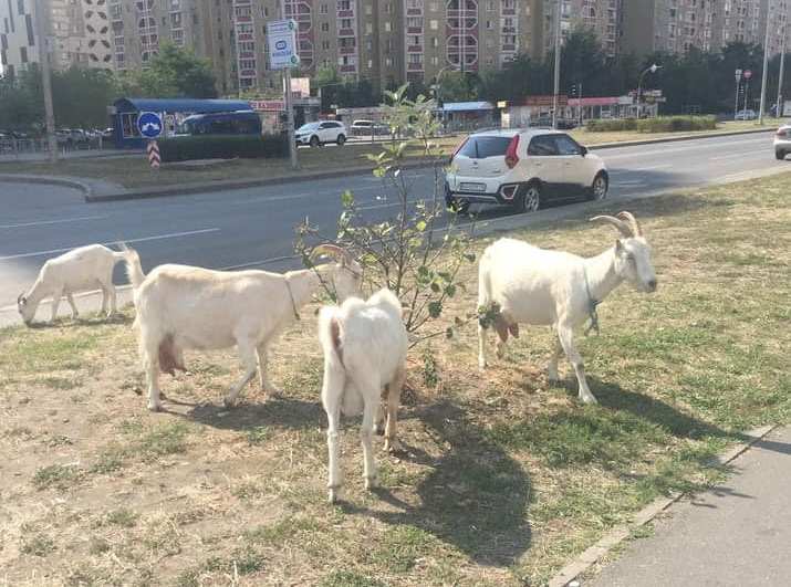 По Киеву среди высоток бродят козы