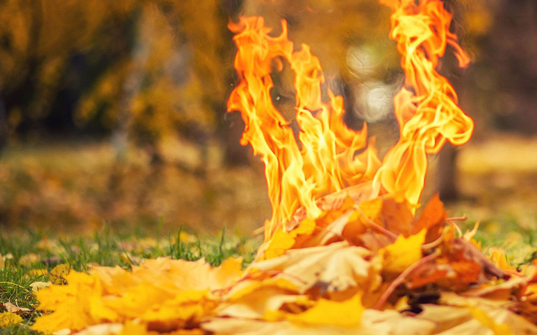 Киевлян будут штрафовать за сжигание листьев