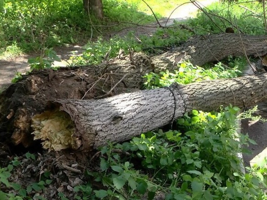В Голосеевском районе на автомобили упало дерево