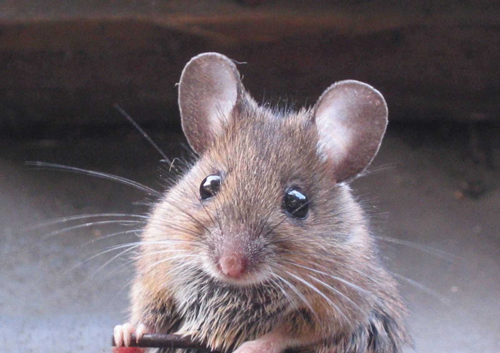 В киевском супермаркете обнаружили мышь (видео)