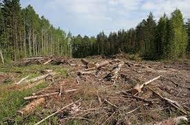 В Киевской области вырубили лес на десятки миллионов гривен