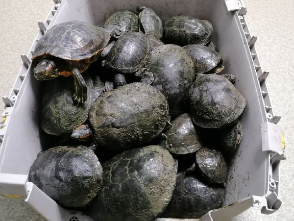 Из озера на Виноградаре спасли десятки черепах