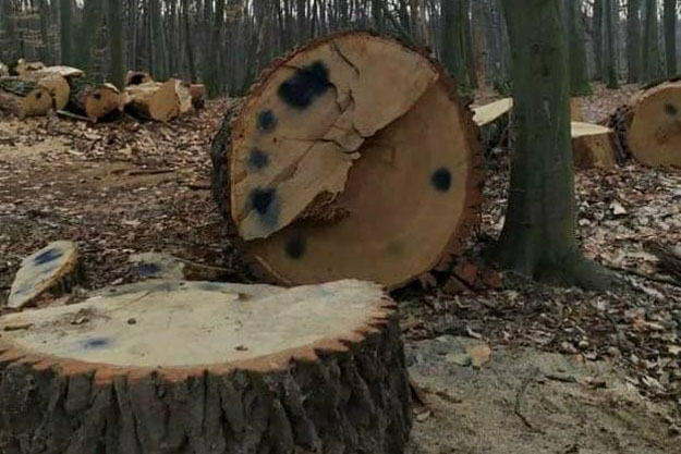 В Голосеевском парке вырубили вековые дубы. Открыто уголовное производство