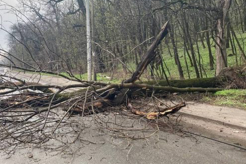 В Киеве упавшее дерево перегородило улицу
