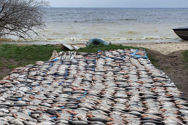 Под Киевом браконьер незаконно выловил 200 килограммов рыбы