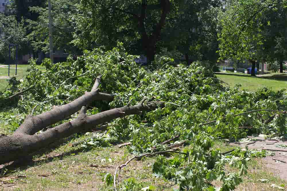 В Киеве незаконно вырубили деревья на сумму почти семьсот тысяч гривен