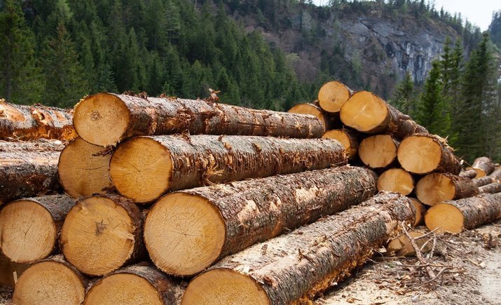 В Киевской области незаконно вырубили леса на 700 тысяч гривен. Дело передано в суд