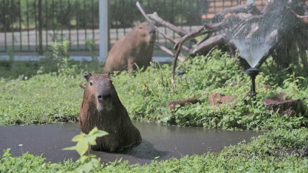 В киевском зоопарке животных спасают от жары