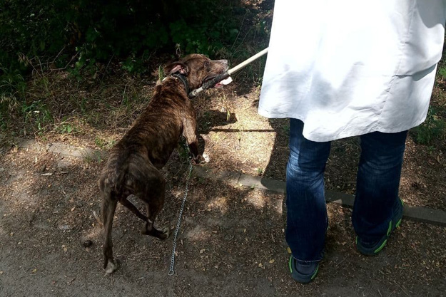 В киевском парке живодер привязал собаку к дереву и бросил. Патрульные спасли животное