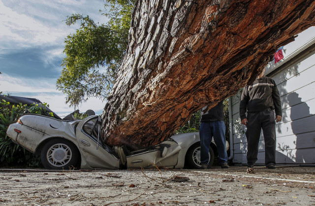 В Киеве дерево упало на автомобиль