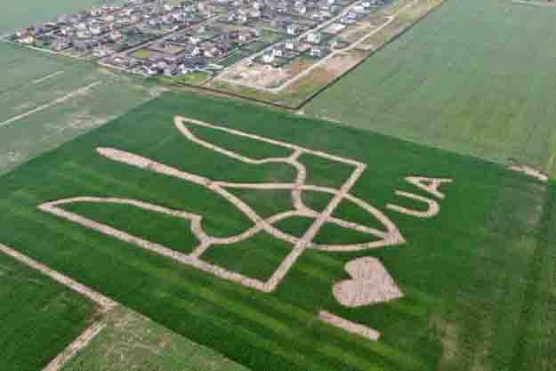 В Киевской области аграрии установили мировой рекорд. На кукурузном поле создано изображение гигантского тризуба